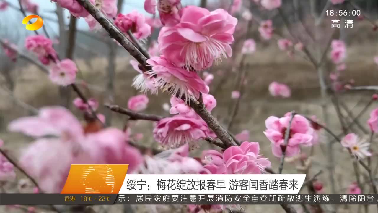 绥宁：梅花绽放报春早 游客闻香踏春来