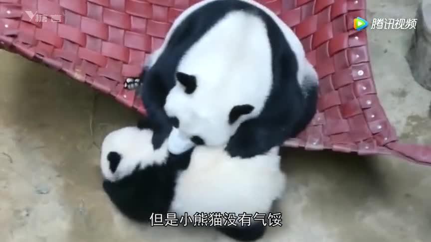 [视频]熊猫宝宝想爬上吊床 熊猫妈妈做了一件事