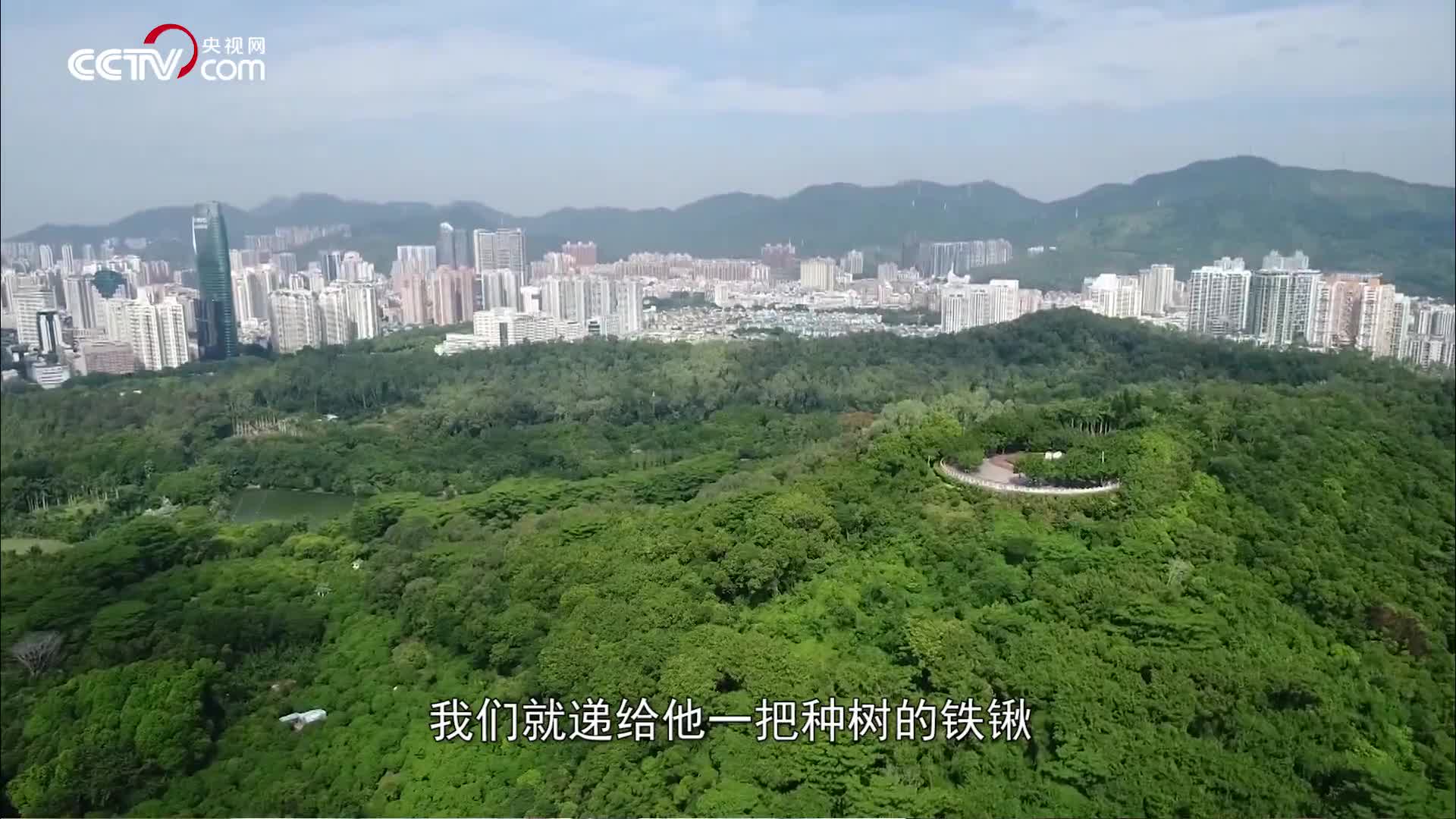 [视频]两棵高山榕 续写春天的故事