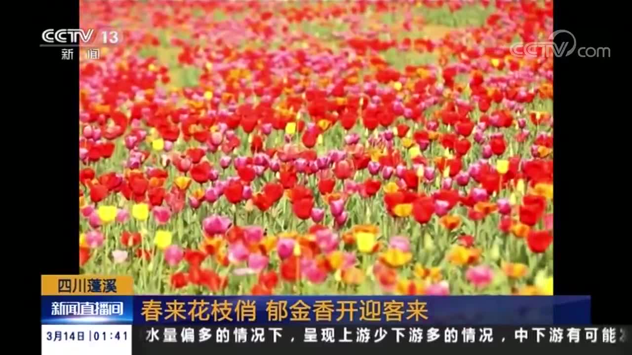[视频]鲜花美景迎春色 游人赏玩乐其中