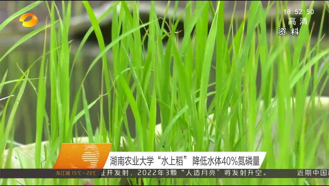 湖南农业大学“水上稻” 降低水体40%氮磷量