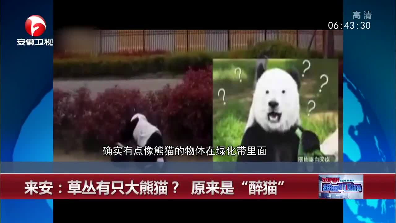 [视频]来安：草丛有只大熊猫？原来是“醉猫”
