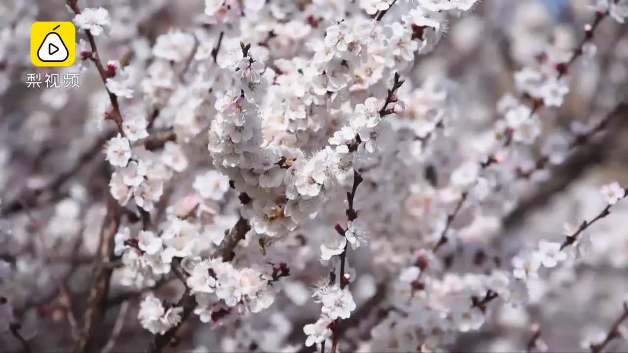 [视频]新晋网红！新疆3万亩原始野杏花绽放