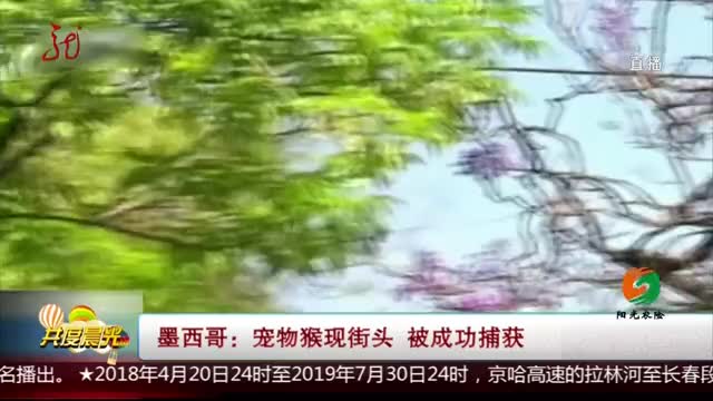 [视频]墨西哥：宠物猴现街头 被成功捕获