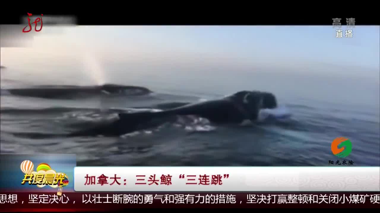 [视频]加拿大：三头鲸“三连跳”