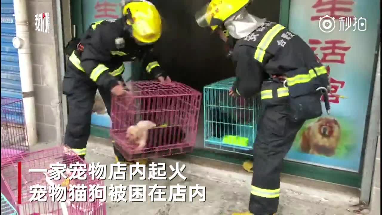 [视频]宠物店起火猫狗被困 暖心消防为狗狗做心肺复苏