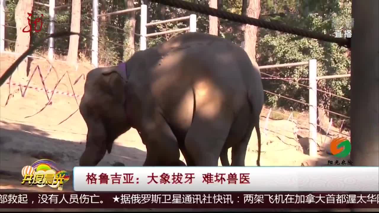 [视频]格鲁吉亚：大象拔牙 难坏兽医
