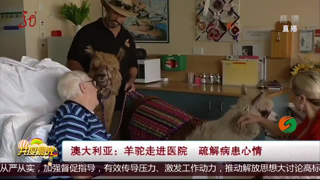 [视频]澳大利亚：羊驼走进医院 疏解病患心情